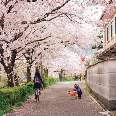 黄红霞委员：倾力打造国家区域医疗中心建设的“河南样板”